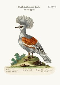 O Grande Pombo Indígena Coroado, 1749-73